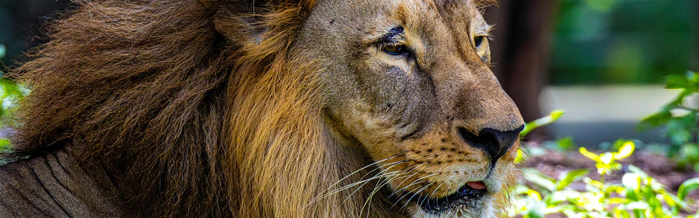 hero dintorni zoo desk